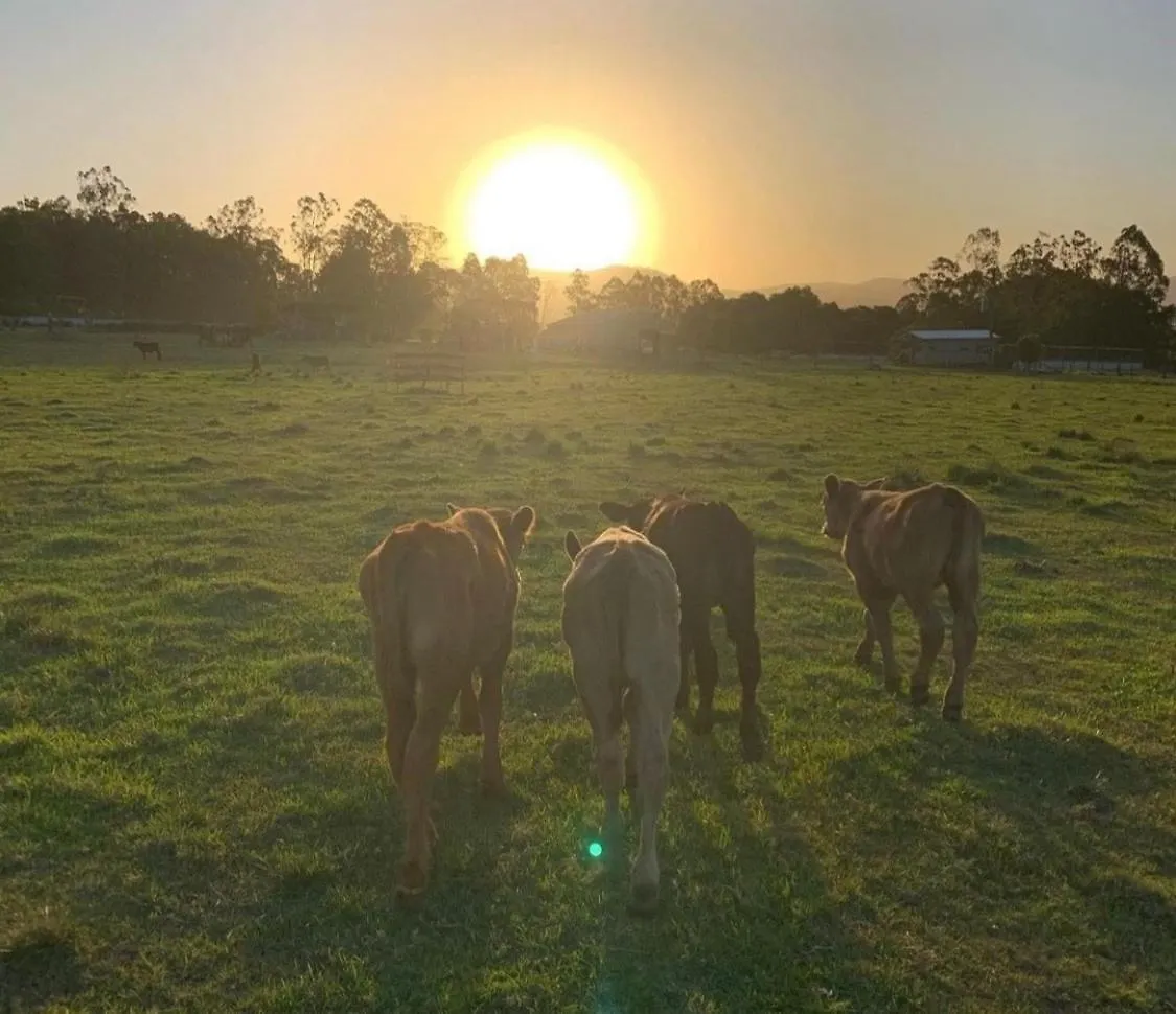 Romance Awaits At Down At The Dale Studio Conondale Australia